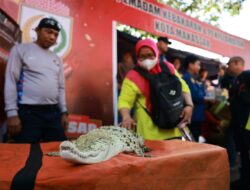 Damkar Makassar Pamerkan Satwa Liar Burung Elang dan Buaya Hasil Evakuasi